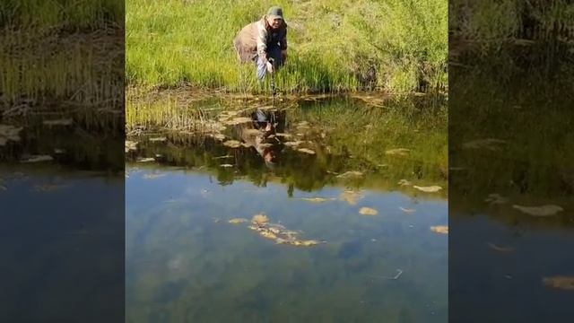 ЛОВЛЯ ЩУКИ НА ПЕТЛЮ 🦈 смотреть онлайн