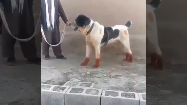 Sage Koche Afghan Aboriginal Shepherd Dog