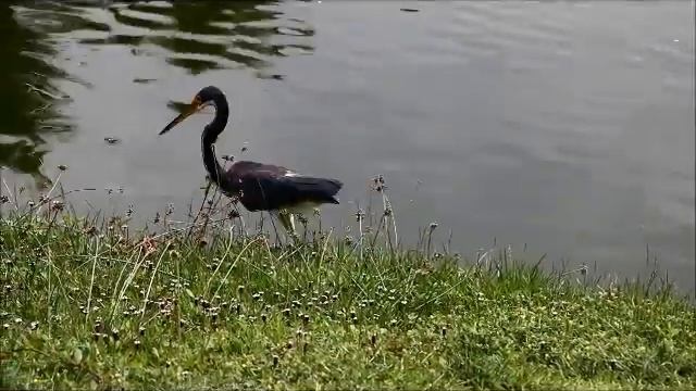 Le Héron Pourpré à la pêche . смотреть онлайн