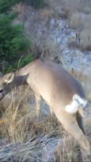 косуля наволі не боїтеся людей,🤨 смотреть онлайн