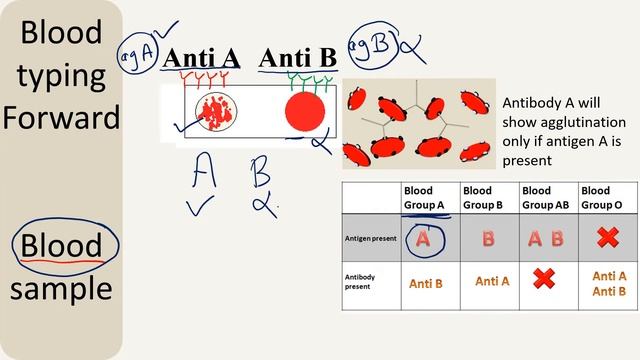 Forward & Reverse typing-Blood typing II Blood grouping смотреть онлайн