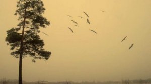 Даже птице не годится жить без Родины своей... Музыка Андрея Эшпая на слова Льва Ошанина...