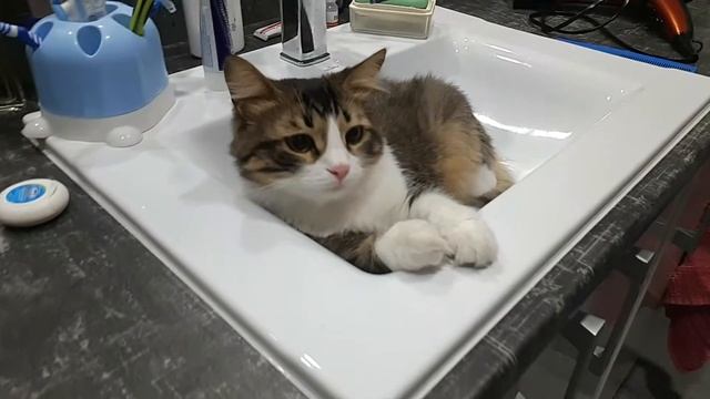 Летом коту жарко смотреть онлайн