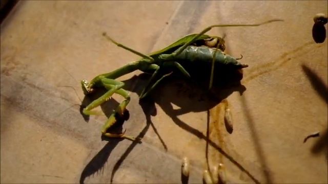 Larvas parasitas eclodem de um Louva-a-deus смотреть онлайн
