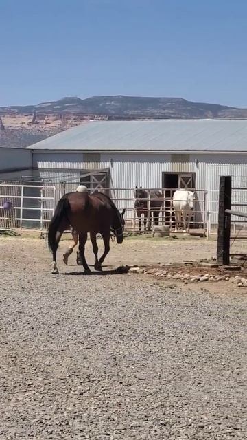 Maximum Horse Power is so happy, his family is back from vacation. #gvhr #horserescue #horse смотреть онлайн