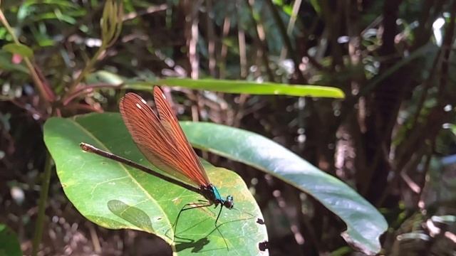 リュウキュウハグロトンボ　未成熟のオス♂とメス♀　Matrona basilaris japonica　沖縄の昆虫 смотреть онлайн