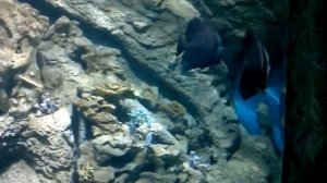 Океанариум Рио Москва