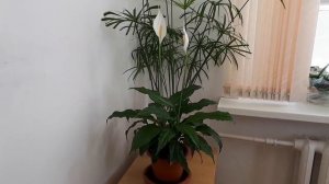 Спатифиллум-Женское счастье. Как правильно ухаживать!