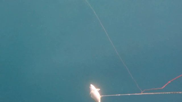 Подводная охота на пляже Окаталь в Коста Рике в городе Ель Коко. поймал огромного каранкса смотреть онлайн