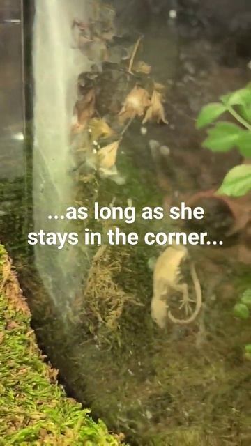 Versicolor Eating Lizard #tarantula #spiders #goliathbirdeater #feeding смотреть онлайн