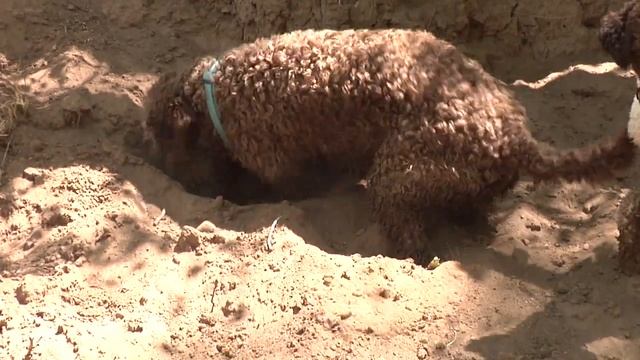 Lagotto Romagnolo Dog Grooming Intro Guide Video Sample смотреть онлайн