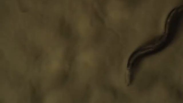 C. elegans defecation cycle смотреть онлайн