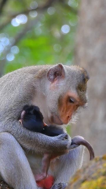 Really cutie and Lovely newborn baby monkey😍😘❤️ part#288 #shorts #monkey #babymonkey #home смотреть онлайн