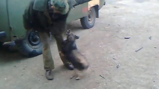 Дерзкий пёс Тихон!!! смотреть онлайн