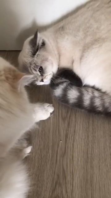Встреча через пару месяцев Кошки-Мамы со своим котёнком #shorts #cat #шиншилла смотреть онлайн