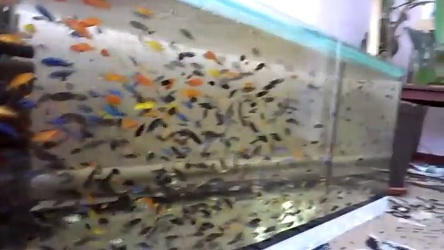 Мое хозяйство смотреть онлайн