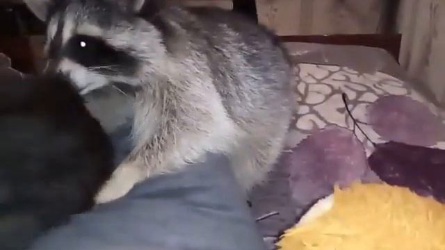 Енот и котенок смотреть онлайн