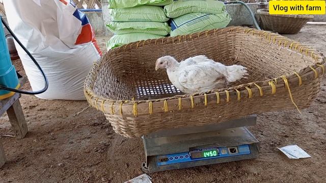 31 day broiler weight gain kitna hua | 31 day ma kitna hona chaya #vlogwithfarm #poultryfarming смотреть онлайн