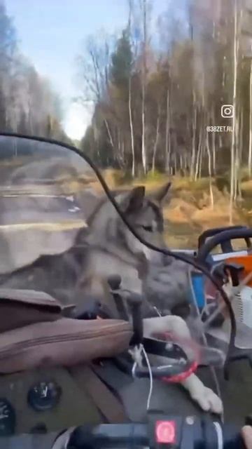 ЗЭТ- цели достигнуты #вездеход #болотоход #завод #тестдрайв #квадроцикл #охота #продажа #рыбалка смотреть онлайн