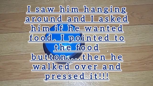 6 Day #UPDATE | AMAZON COMMUNICATION BUTTONS FOR DOGS | zeus asked for food!!!!!!!! смотреть онлайн