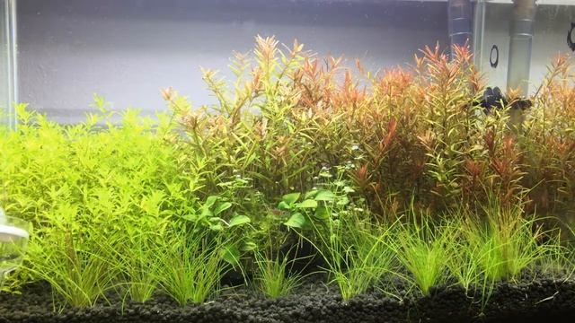 3-minute Planted Aquarium (30 Days) смотреть онлайн