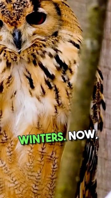 "Fascinating Owl Facts: Discovering the Enigmatic World of Owls" #youtubeshorts #shorts смотреть онлайн