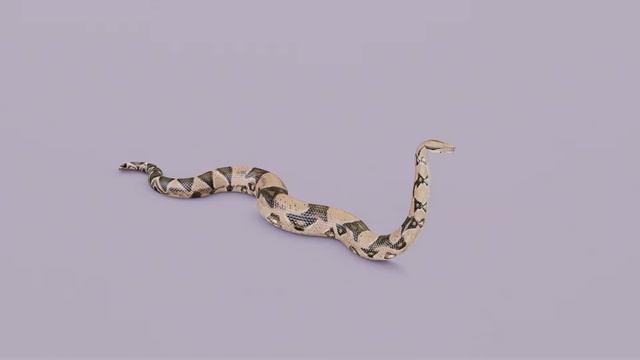 Animated Boa Constrictor Preview V2 смотреть онлайн