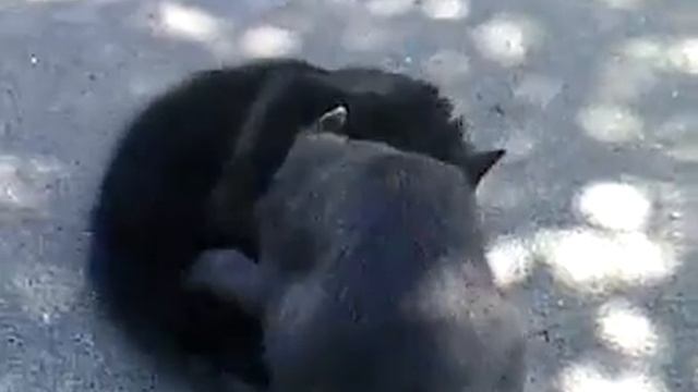 Бой без правил двух Котов! С чего всё началось. смотреть онлайн