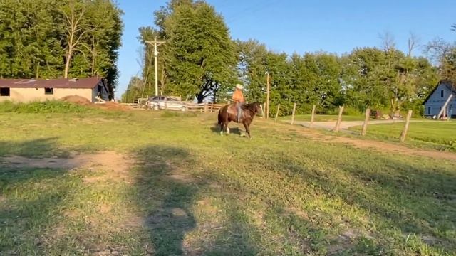Dreamer Lot 524 Boone County Draft & Quarter horse Auction Fall 2022 смотреть онлайн