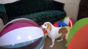 Beach Ball Birthday Surprise for Cute Dog Maymo!