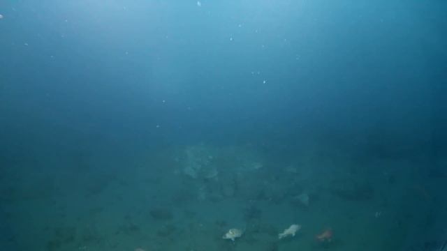 Goleta Rockfish смотреть онлайн