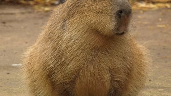 "капибара" трек. 1 час подряд