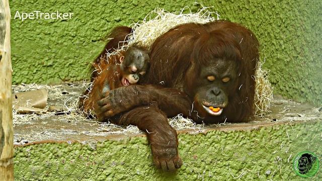 Baby Jarang Pulling Himself Up On Mom Jingga #babyorangutan смотреть онлайн