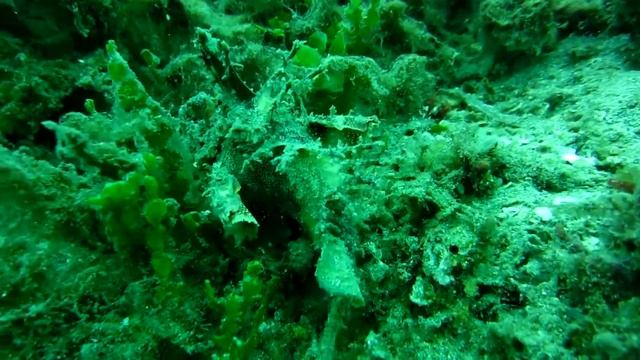 Scorpion Fish смотреть онлайн