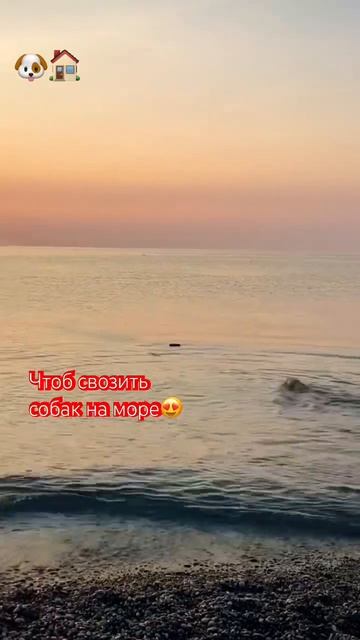 Когда другой мотивации и не надо🤷♀️😆 #возьмидругаизприюта #приветиздома +7 (978) 899-25-45 смотреть онлайн