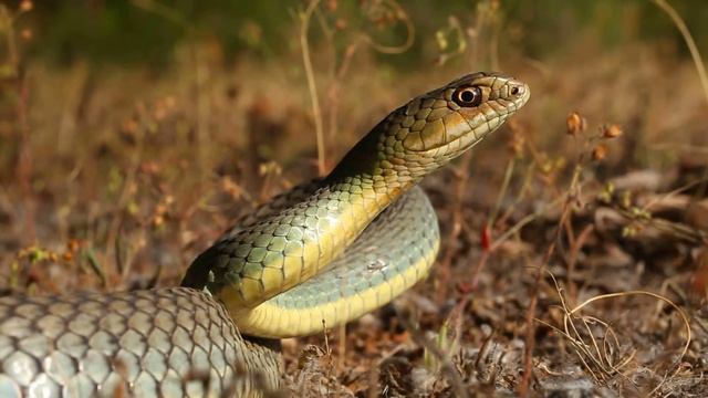 Europäische Eidechsennatter (Malpolon insignitus) смотреть онлайн