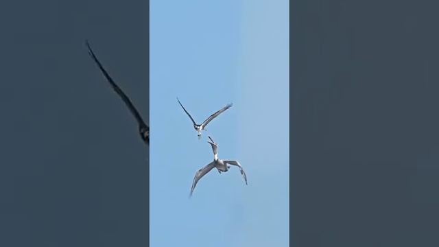 скопа рыболов смотреть онлайн