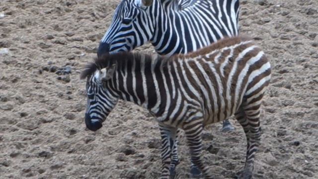 To the Zoo смотреть онлайн
