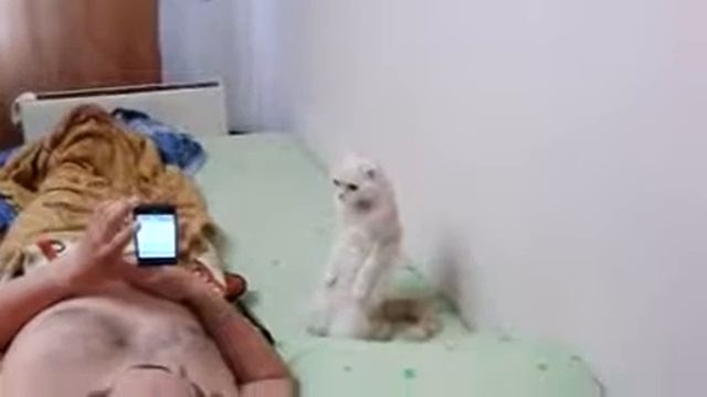 Кошка слушает гимн России. смотреть онлайн