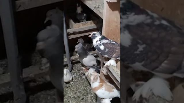 ГОЛУБИ ЛЕНИНАКАНСКИЕ смотреть онлайн