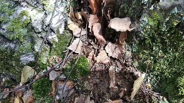 что делать с маткой? ВСЁ ПОДРОБНО РАССКАЖУ И Объясню. живой мир смотреть онлайн
