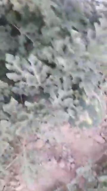 Арбуз на арычном поливе смотреть онлайн