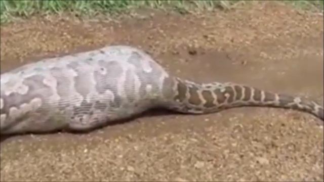 20-ft python dies after swallowing ANTELOPE in India смотреть онлайн
