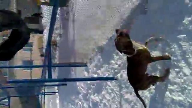 Стаффорд "Тайсон" Ушатывает колесо!!!!!!!!!! смотреть онлайн