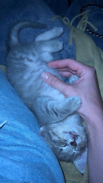 Бантик ты лапочка❤️ #cat #кот #котенок #котик #котики #kitten #animals #cute #funny #catlover смотреть онлайн