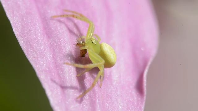 Krabbenspinne beim fressen смотреть онлайн