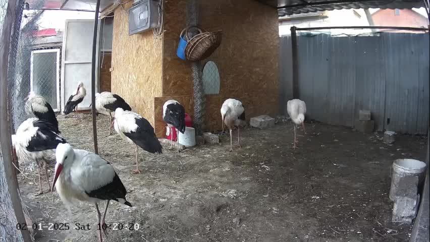 🔴LIVE🔴 Брестский аист, Вольер/Бассейн