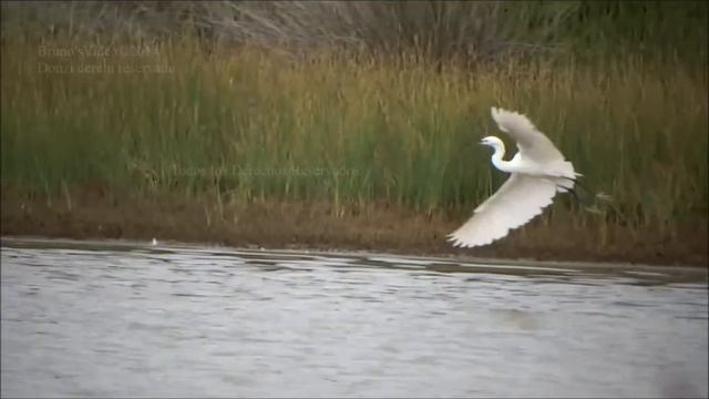 Perdezorronadas, bolu - Egretta garzetta - Little egret - Garzetta смотреть онлайн