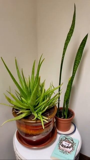 Do plants like humidifiers? #shorts #plants #natural #essential oils #holistic #health #YouTube смотреть онлайн