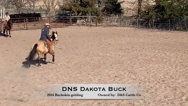 DNS Dakota Buck ~ Buckskin gelding смотреть онлайн
